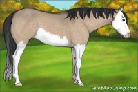 Horse Color:Bay Dun Splash