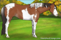 Horse Color:Bay Sabino Tobiano 