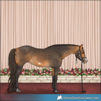 Horse Color:Buckskin Frame 