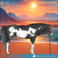 Horse Color:Black Splash Frame