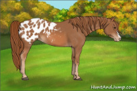 Horse Color:Chestnut Appaloosa 
