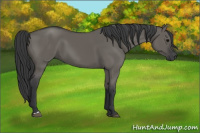 Horse Color:Grullo 
