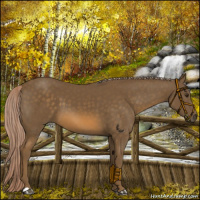 Horse Color:Chocolate Palomino 