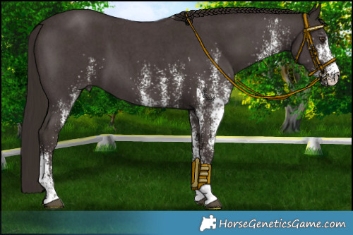 Horse Color:White Spotted Liver Chestnut 