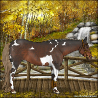 Horse Color:Liver Chestnut Tobiano