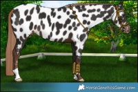 Horse Color:Liver Chestnut Appaloosa 