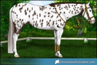 Horse Color:Liver Chestnut Splash Near Leopard 