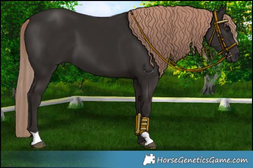 Horse Color:Liver Chestnut 