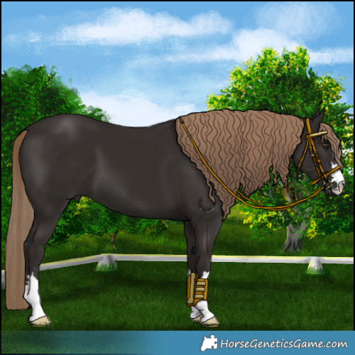 Horse Color:Liver Chestnut 