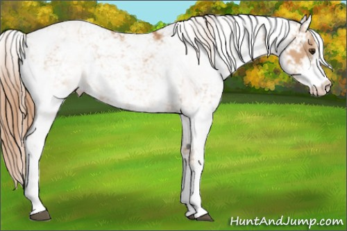 Horse Color:Chestnut Sabino
