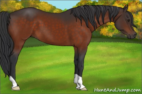Horse Color:Brown 