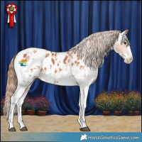 Horse Color:Chestnut Sabino Appaloosa 