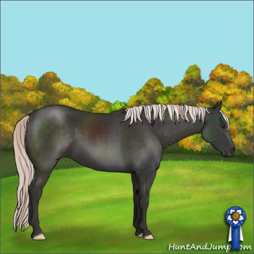 Horse Color:Liver Chestnut Mushroom 