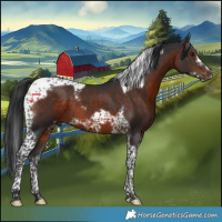 Horse Color:Brown Tobiano Frame 