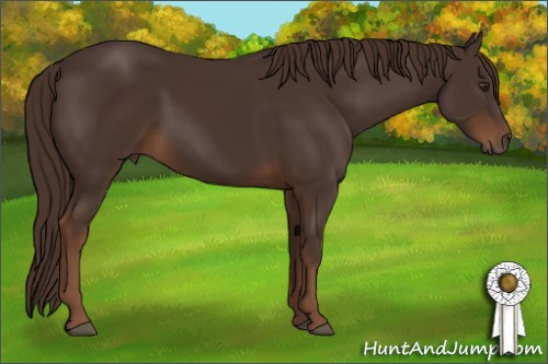 Horse Color:Liver Chestnut 