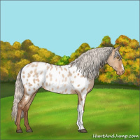Horse Color:Silver Brown Pearl Dun Appaloosa Rabicano 