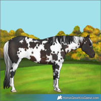 Horse Color:White Spotted Brown