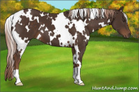 Horse Color:White Spotted Liver Chestnut