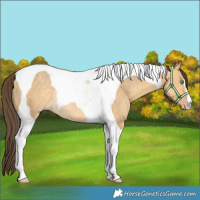 Horse Color:Sable Cream Champagne Dun Tobiano Rabicano