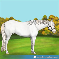 Horse Color:White Spotted Perlino Roan Dun
