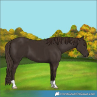 Horse Color:Liver Chestnut