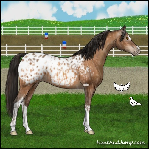 Horse Color:Amber Champagne Sabino Tobiano Appaloosa  and Gray Amber Champagne Sabino Tobiano Appaloosa 