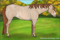 Horse Color:Red Dun Roan Splash 