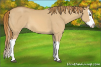 Horse Color:Red Dun Splash 