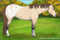 Horse Color:Bay Roan Dun Splash Appaloosa 