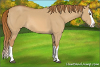 Horse Color:Red Dun Splash 