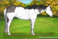 Horse Color:Grullo Splash 
