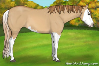 Horse Color:Red Dun Splash 