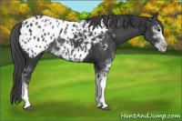 Horse Color:Black Sabino Appaloosa Rabicano 