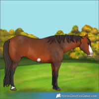 Horse Color:Bay Frame 