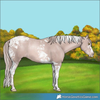Horse Color:Platinum Gold Champagne Splash Tobiano 