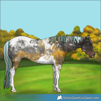 Horse Color:Painted Liver Chestnut Ice Tobiano 
