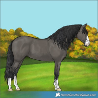 Horse Color:Grullo 