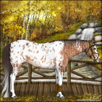 Horse Color:Bay Splash Tobiano Appaloosa and Bay Dun Splash Tobiano Appaloosa