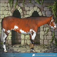 Horse Color:Bay Sabino Splash 