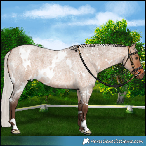 Horse Color:White Spotted Silver Bay Roan Dun 