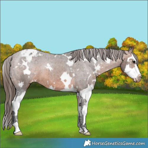 Horse Color:White Spotted Brown Splash Appaloosa 