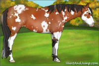 Horse Color:White Spotted Brown Splash Appaloosa 