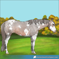 Horse Color:White Spotted Brown Splash Varnish