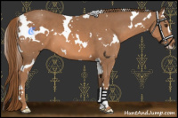 Horse Color:White Spotted Chestnut Sabino 