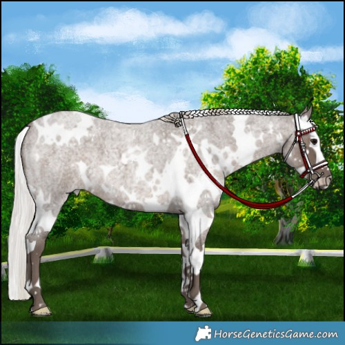 Horse Color:White Spotted Silver Blue Roan Splash 