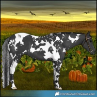 Horse Color:White Spotted Black Tobiano