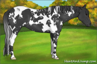 Horse Color:White Spotted Black Tobiano 