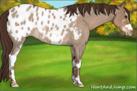 Horse Color:Liver Red Dun Roan Sabino Blanket 