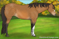 Horse Color:Buckskin 