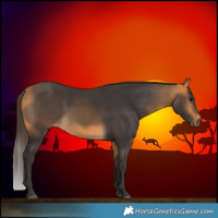Horse Color:Buckskin 